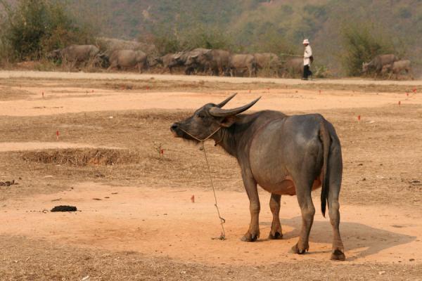 Foto di Lonely buffalo at the market of KengtungMyanmar - Myanmar