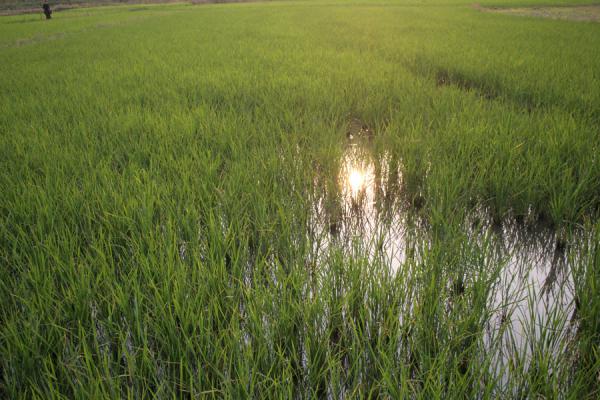 Sunrays in the rice fields near the hotsprings of Kengtung | Kengtung | Myanmar