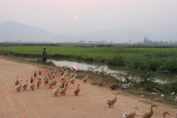 Gooseherd walking his geese home at sunset near Kengtung | Kengtung | Myanmar
