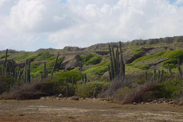 Foto van Cacti in a green environmentCuracao - Nederlandse Antillen