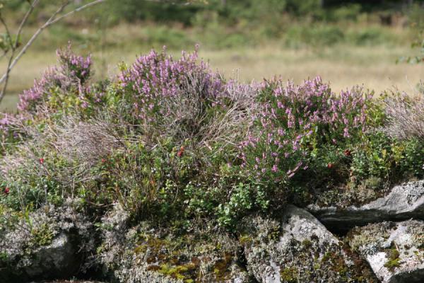 Foto de Heather on some rocksBergen - Noruega