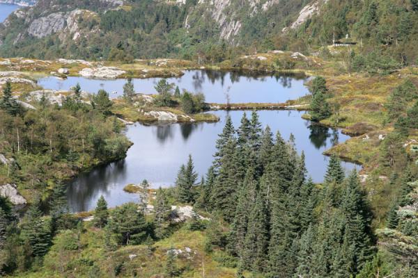 Foto de Trees and lakes in the Fløyen areaBergen - Noruega