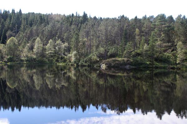 Foto de Trees reflected in a lakeBergen - Noruega