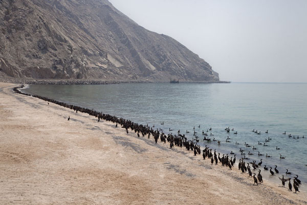 Foto de Beach on the west coast of Musandam peninsula with cormorants at the surfMusandam Peninsula - Oman