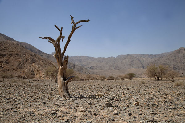 Dead tree in Rawdah Bowl | Musandam mountains | Oman