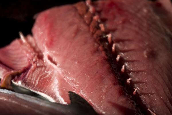 Close-up of a fish, Oman