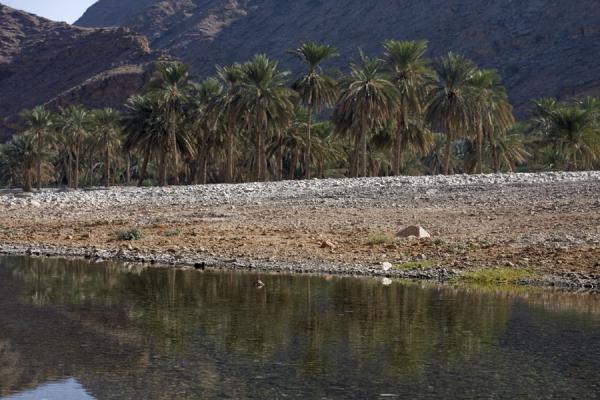 Palm trees reflected in water in Wadi Mayh, Wadi Mayh, Oman