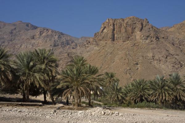 Palm trees and mountain in Wadi Mayh, Wadi Mayh, Oman