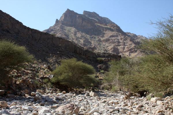Riverbed with stones and trees with mountain in the background, Wadi Mayh, Oman