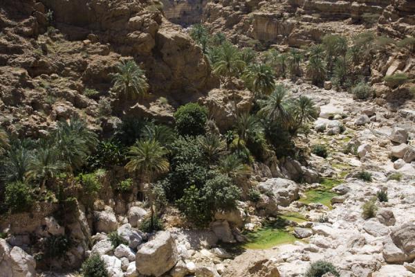 Picture of Palm trees and small green pools in Wadi ShabTiwi - Oman