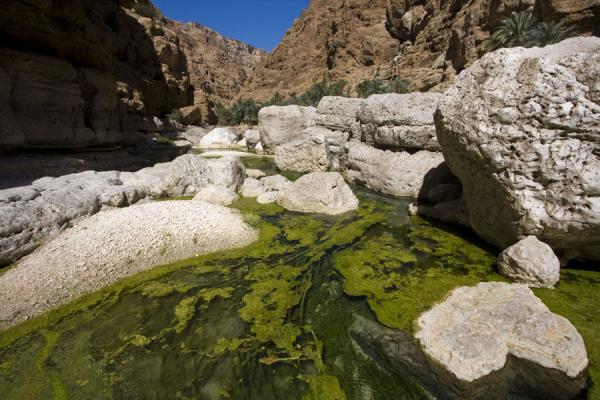 Clear water with green plants in Wadi Shab, Oman