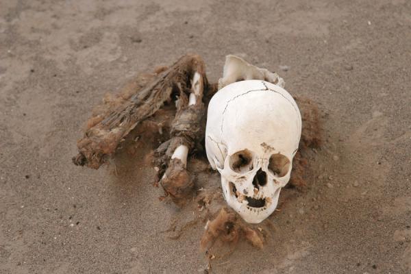 Picture of Skull in the dry sand of Chauchilla cemeteryChauchilla - Peru