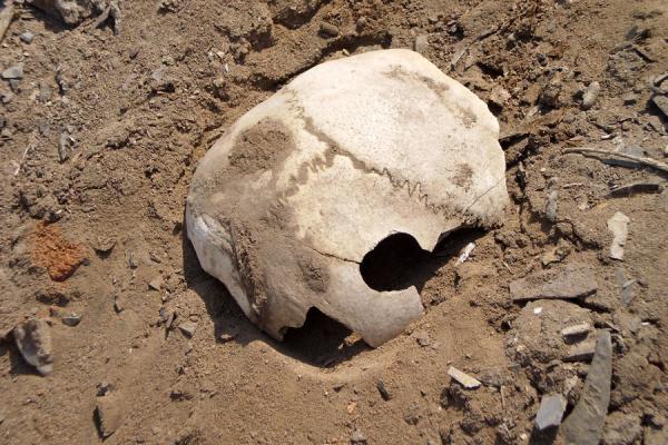 Picture of Part of a human skull near the ruins of PachacamacPachacamac - Peru