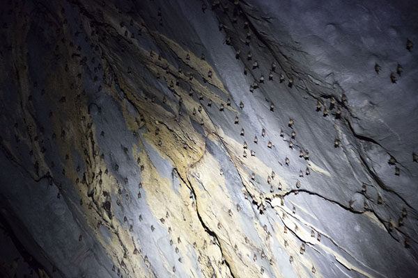 Bats clinging to the ceiling of the subterranean river | Puerto Princesa Subterranean River | Philippines