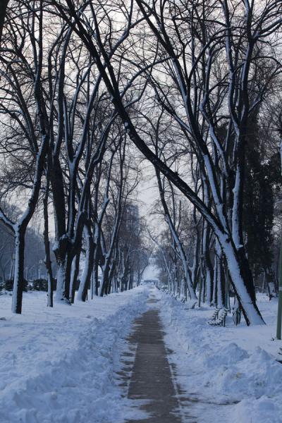 Trees with snow-covered lane in Carol Park | Geghard klooster | ArmeniÃ«