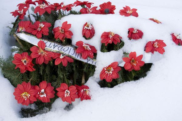 Flowers in the snow of the Cemetery of the Heroes of the Revolution | Cementerio de los Heroes de la RevoluciÃ³n | Rumania