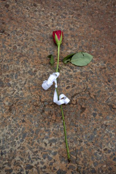 Rose on a tomb at the memorial centre in Kigali | Kigali Genocide Memorial Centre | Ruanda