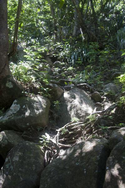 Foto van Easy stretch of the trail to the summit of Petit PitonLa Recoleta Begraafplaats - ArgentiniÃ«