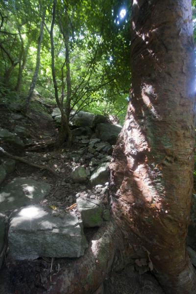 Foto van Tree on the trail to the summit of Petit PitonLa Recoleta Begraafplaats - ArgentiniÃ«
