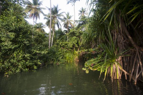Tropical vegetation at Anse Chastanet beach, Saint Lucia