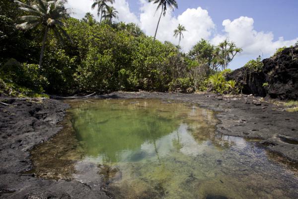 Pool of water lined by palmtrees at To Sua | To Sua trench | Samoa