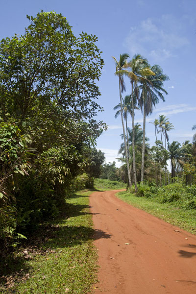 Dirt track lined by trees towards Bom Bom Island, São Tomé and Príncipe The dirt track towards Bom Bom Island, São Tomé and Príncipe