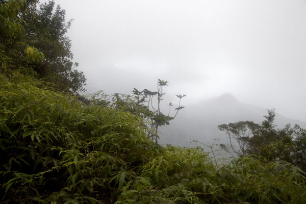Misty view from the top: Pico Papagaio in the rain, São Tomé and Príncipe