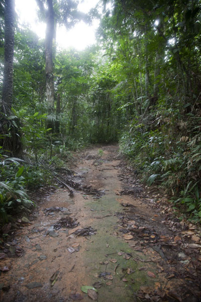 Dirt track at the foot of Pico Papagaio, São Tomé and Príncipe
