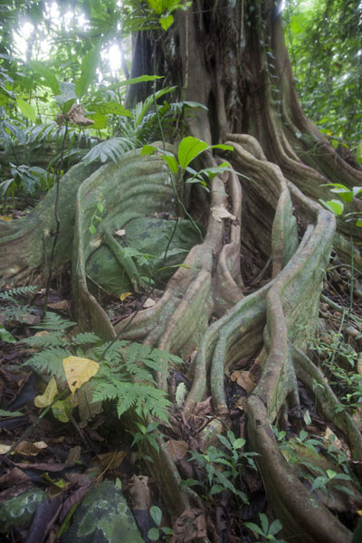 Tree with remarkable roots on the flanks of Pico Papagaio, São Tomé and Príncipe