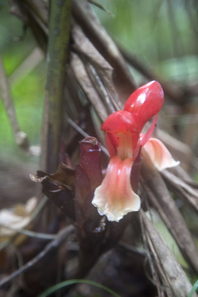 Red flower close to the ground on the flanks of Pico Papagaio, São Tomé and Príncipe