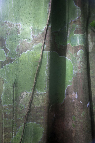 Close-up of trunk of a tropical tree on the flanks of Pico Papagaio, São Tomé and Príncipe