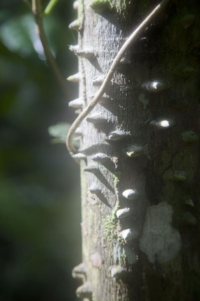 Close-up of tree on the flanks of Pico Papagaio, São Tomé and Príncipe