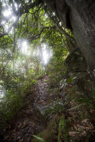Trail leading up to the top of the mountain, São Tomé and Príncipe