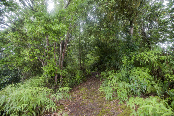 The summit of the Pico Papagaio, São Tomé and Príncipe
