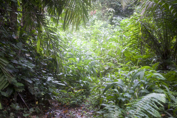 Dirt track completely overgrown by trees and plants at the foot of Pico Papagaio, São Tomé and Príncipe