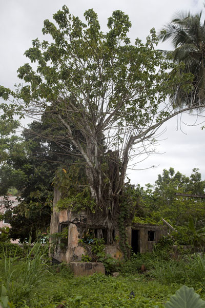 Ruins overgrown by vegetation in Santo Antonio, São Tomé and Príncipe