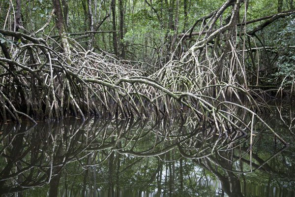 Mangrove roots reflected in the water, São Tomé and Príncipe