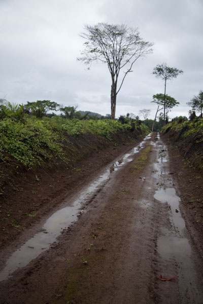 Dirt track leading north from Praia Jalé, São Tomé and Príncipe