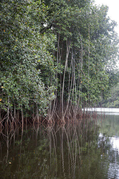 The mangrove lagoon just outside Porto Alegre, São Tomé and Príncipe