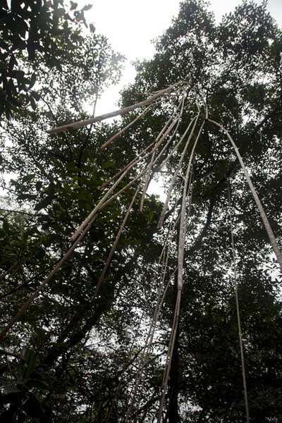 Looking up the mangrove trees, São Tomé and Príncipe