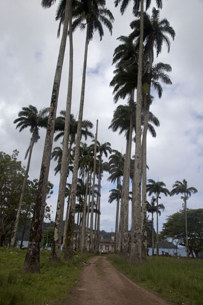 Palmtrees lining the dirt track through Porto Alegre, São Tomé and Príncipe