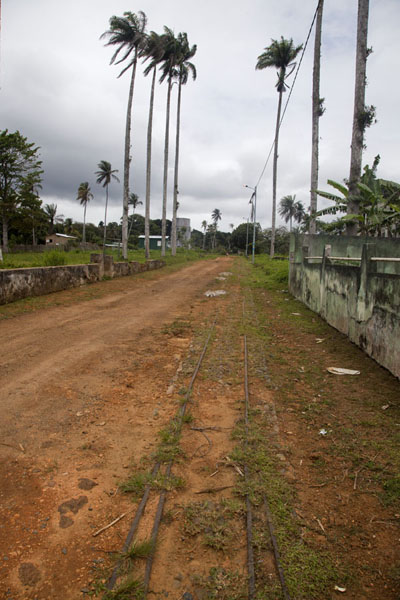 Tall palm trees lining the dirt track leading to Sundy, Sundy, São Tomé and Príncipe