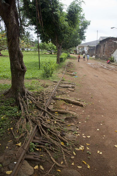 Old railway track overgrown by roots at Sundy, Sundy, São Tomé and Príncipe