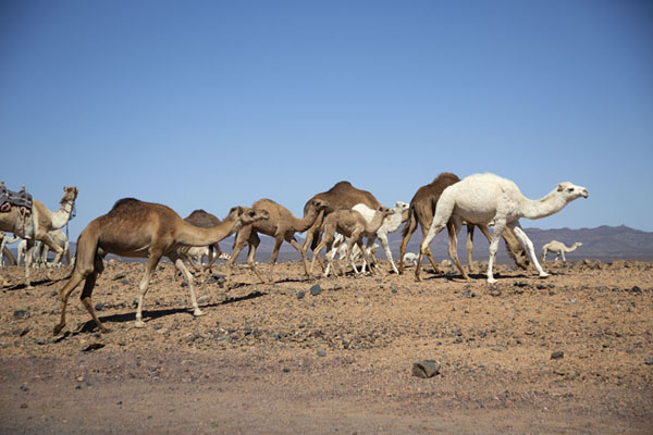 Foto di Herd of camels roaming the countryside between Al Ula and Mushroom RockAbu Rakah - Arabia Saudita