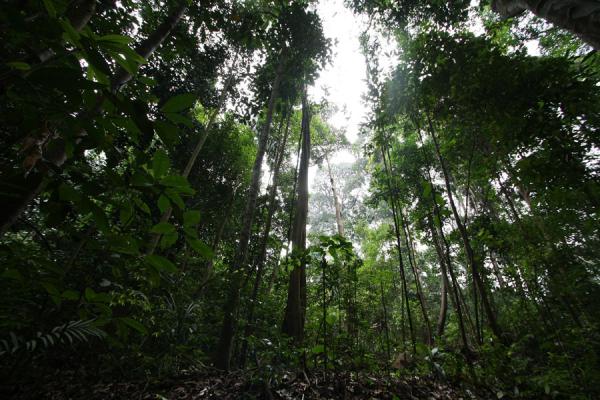 The rainforest of Bukit Timah, Singapore