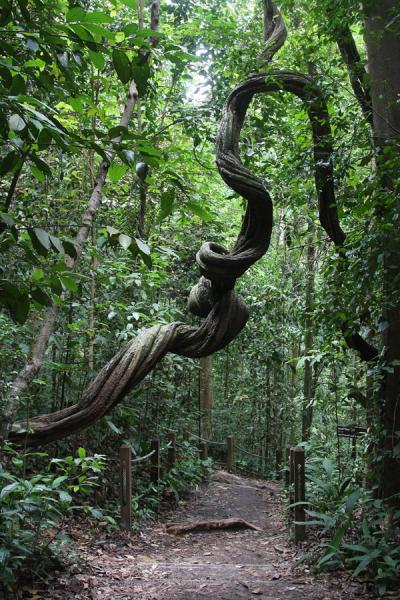 View of the interior of Bukit Timah, Singapore