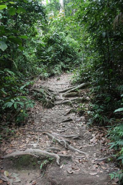 Path with roots cutting through Bukit Timah, Singapore