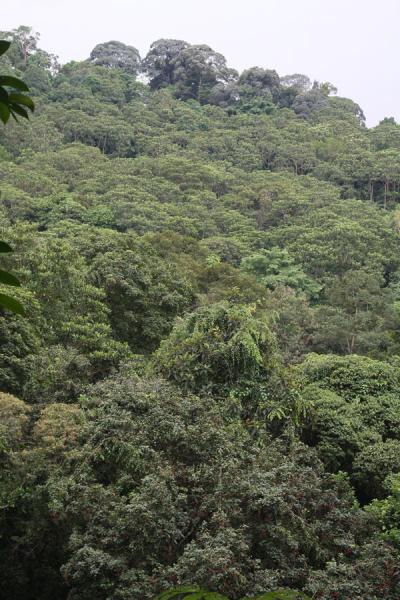 Canopy seen from above, Singapore