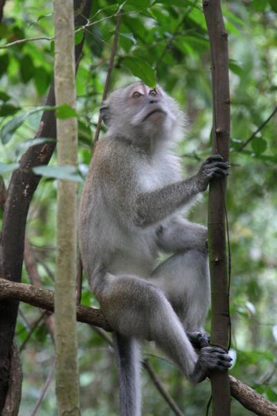 Monkey sitting on a branch in Bukit Timah, Singapore