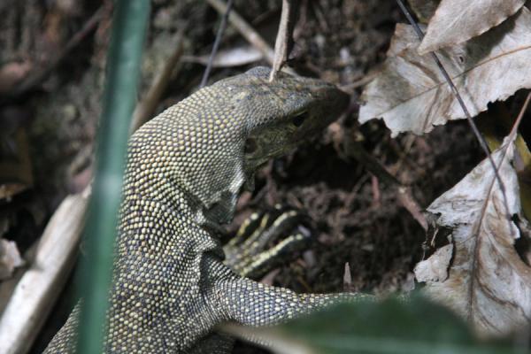 Iguana searching for food, Singapore